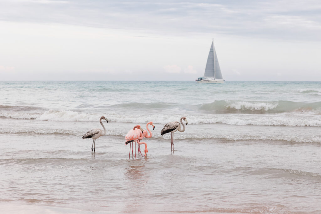 The famous Port Washington Flamingoes at South Beach in Port Washington, WI